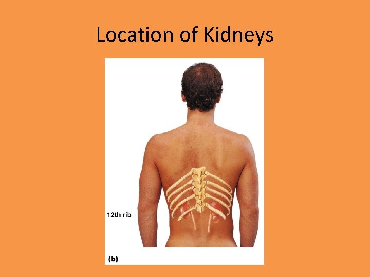 Location of Kidneys 