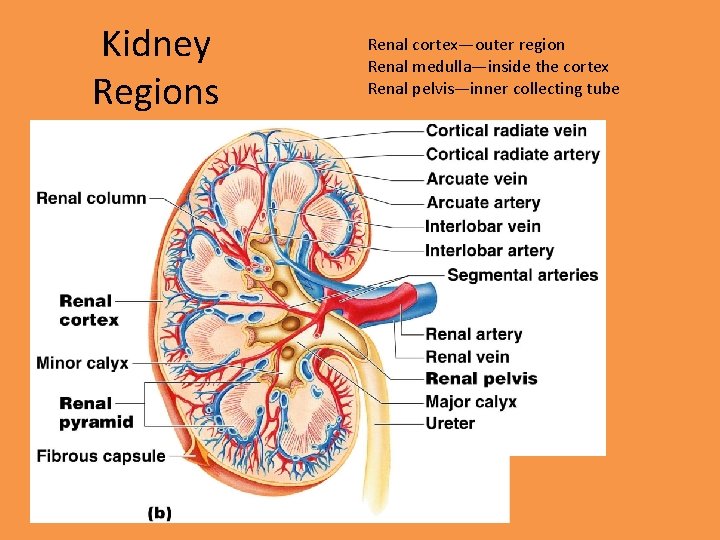 Kidney Regions Renal cortex—outer region Renal medulla—inside the cortex Renal pelvis—inner collecting tube 