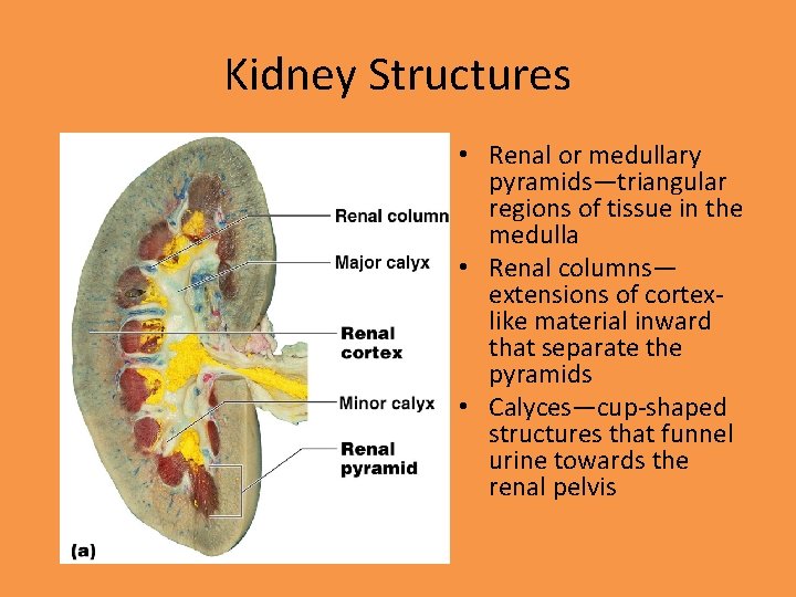 Kidney Structures • Renal or medullary pyramids—triangular regions of tissue in the medulla •