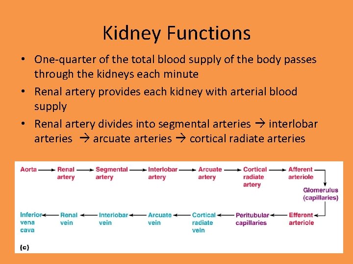 Kidney Functions • One-quarter of the total blood supply of the body passes through