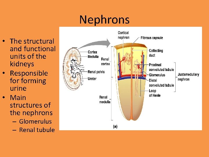 Nephrons • The structural and functional units of the kidneys • Responsible forming urine