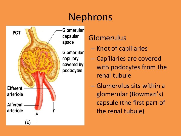 Nephrons • Glomerulus – Knot of capillaries – Capillaries are covered with podocytes from
