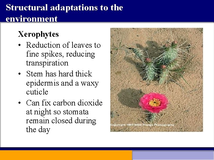 Structural adaptations to the environment Xerophytes • Reduction of leaves to fine spikes, reducing