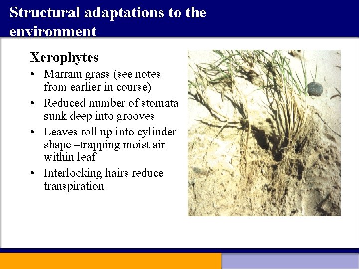 Structural adaptations to the environment Xerophytes • Marram grass (see notes from earlier in