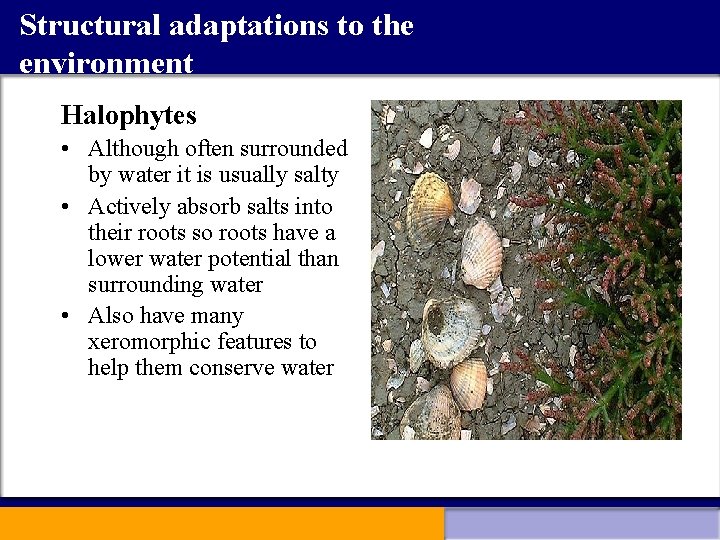Structural adaptations to the environment Halophytes • Although often surrounded by water it is