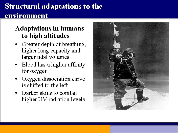 Structural adaptations to the environment Adaptations in humans to high altitudes • Greater depth