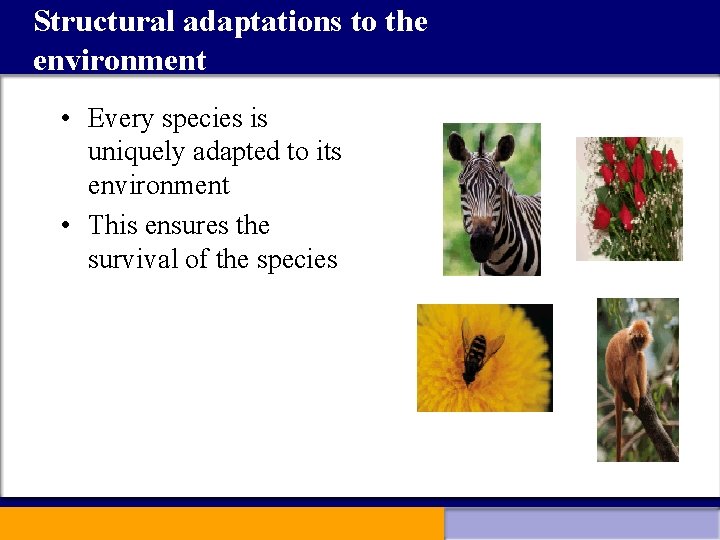 Structural adaptations to the environment • Every species is uniquely adapted to its environment