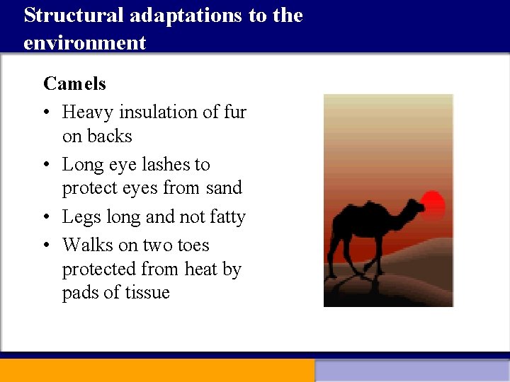 Structural adaptations to the environment Camels • Heavy insulation of fur on backs •