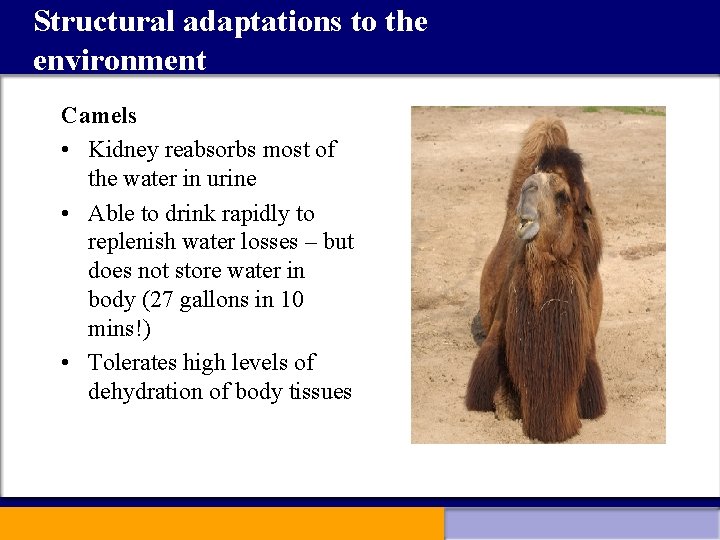 Structural adaptations to the environment Camels • Kidney reabsorbs most of the water in