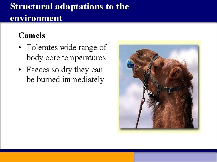 Structural adaptations to the environment Camels • Tolerates wide range of body core temperatures