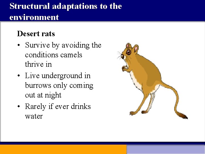 Structural adaptations to the environment Desert rats • Survive by avoiding the conditions camels