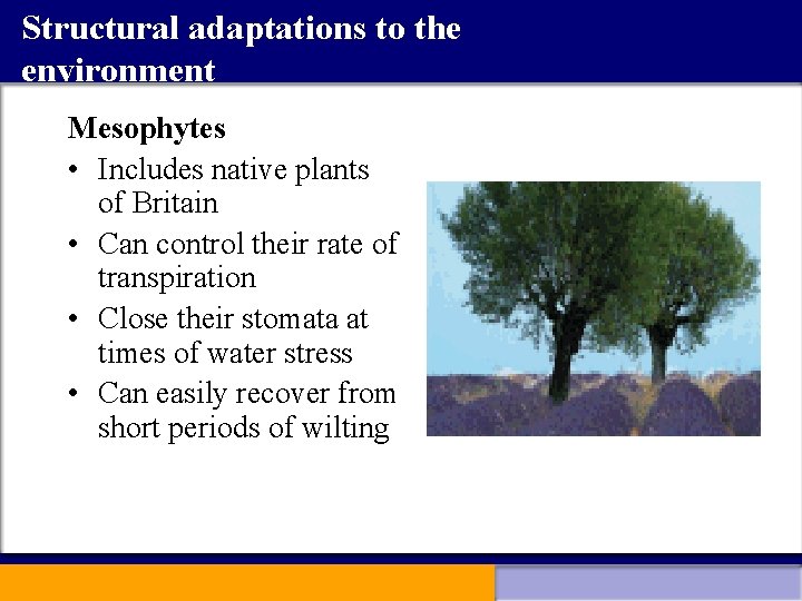Structural adaptations to the environment Mesophytes • Includes native plants of Britain • Can