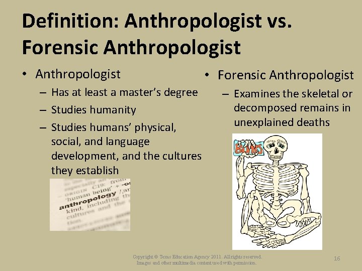 Definition: Anthropologist vs. Forensic Anthropologist • Anthropologist • Forensic Anthropologist – Has at least