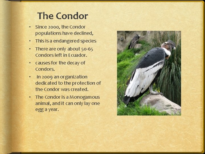 The Condor • Since 2000, the Condor populations have declined, • This is a