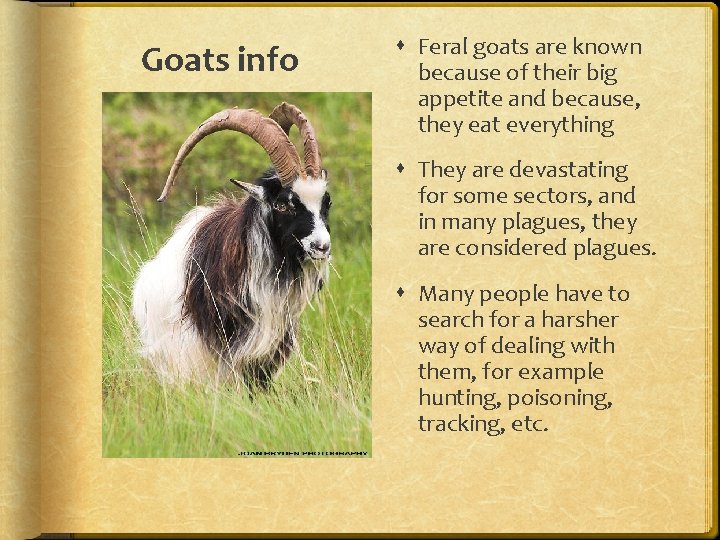 Goats info Feral goats are known because of their big appetite and because, they