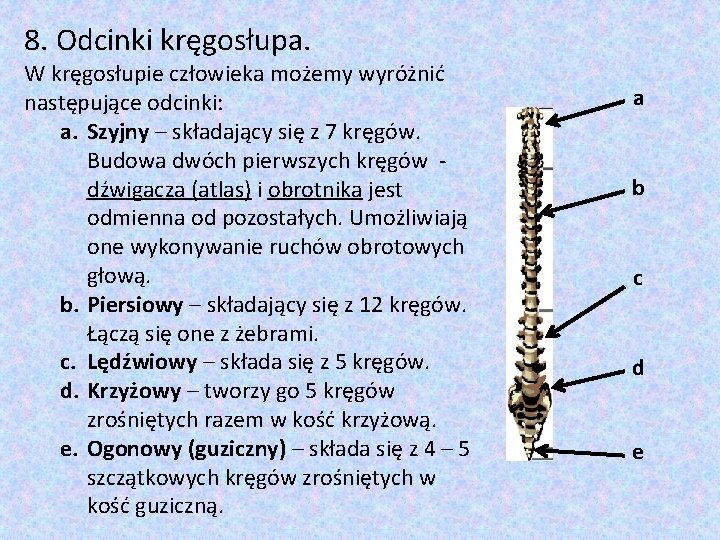 8. Odcinki kręgosłupa. W kręgosłupie człowieka możemy wyróżnić następujące odcinki: a. Szyjny – składający