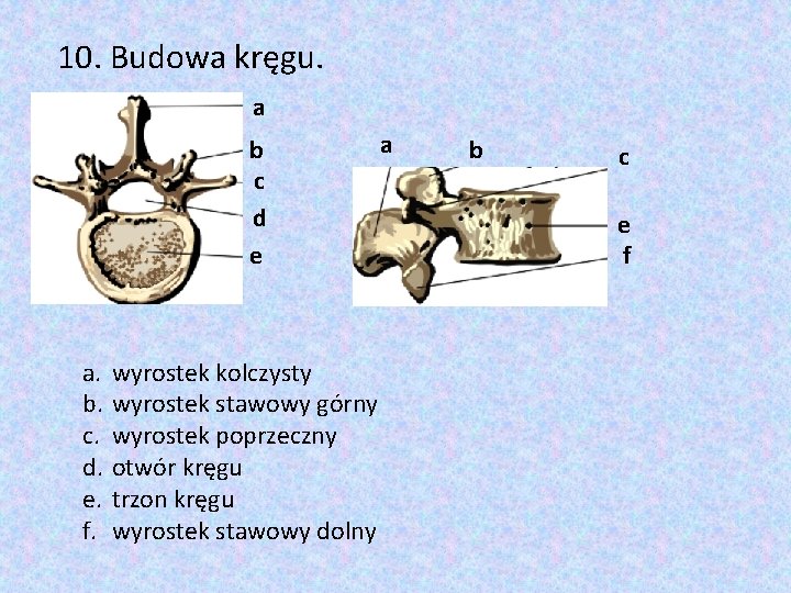 10. Budowa kręgu. a b c d e a. b. c. d. e. f.