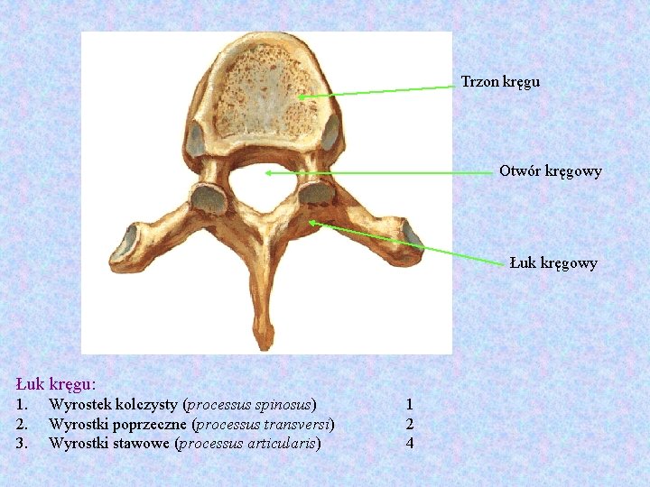 Trzon kręgu Otwór kręgowy Łuk kręgu: 1. 2. 3. Wyrostek kolczysty (processus spinosus) Wyrostki