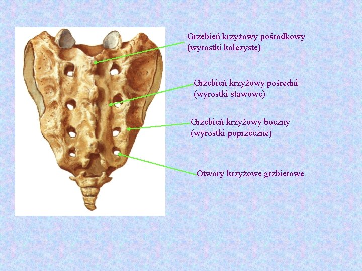 Grzebień krzyżowy pośrodkowy (wyrostki kolczyste) Grzebień krzyżowy pośredni (wyrostki stawowe) Grzebień krzyżowy boczny (wyrostki