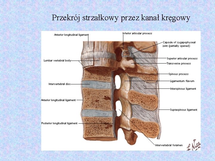 Przekrój strzałkowy przez kanał kręgowy 