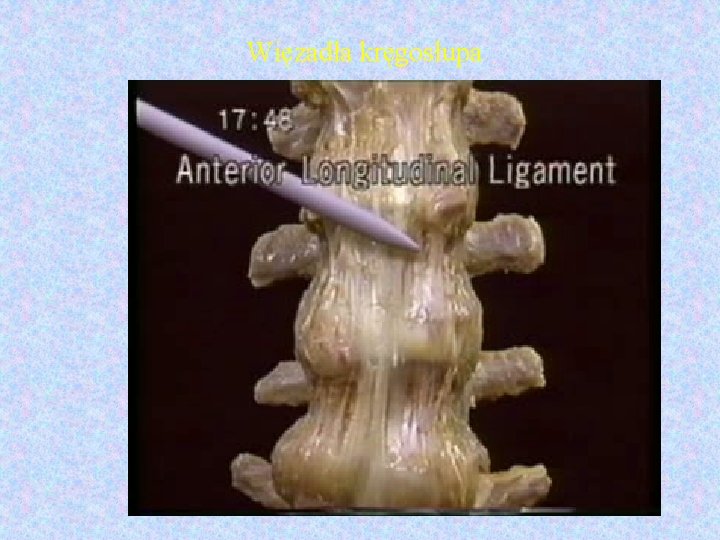 Więzadła kręgosłupa 
