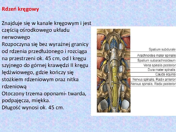 Rdzeń kręgowy Znajduje się w kanale kręgowym i jest częścią ośrodkowego układu nerwowego Rozpoczyna