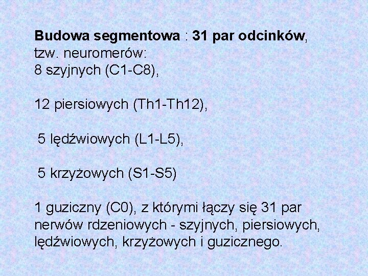 Budowa segmentowa : 31 par odcinków, tzw. neuromerów: 8 szyjnych (C 1 -C 8),