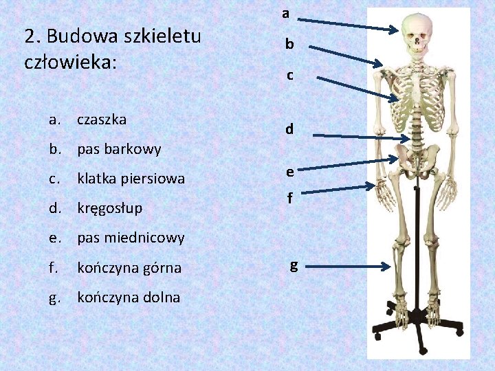 2. Budowa szkieletu człowieka: a. czaszka b. pas barkowy c. klatka piersiowa d. kręgosłup