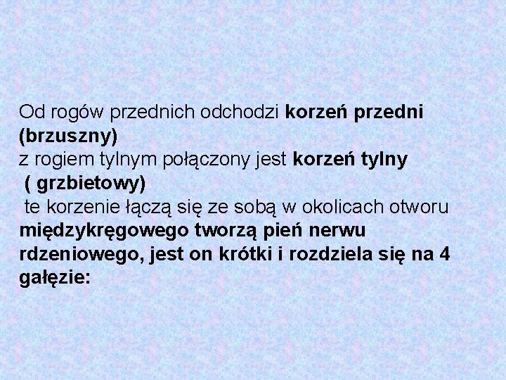 Od rogów przednich odchodzi korzeń przedni (brzuszny) z rogiem tylnym połączony jest korzeń tylny