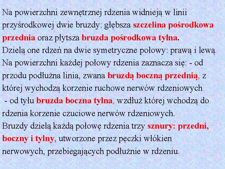 Na powierzchni zewnętrznej rdzenia widnieją w linii przyśrodkowej dwie bruzdy: głębsza szczelina pośrodkowa przednia