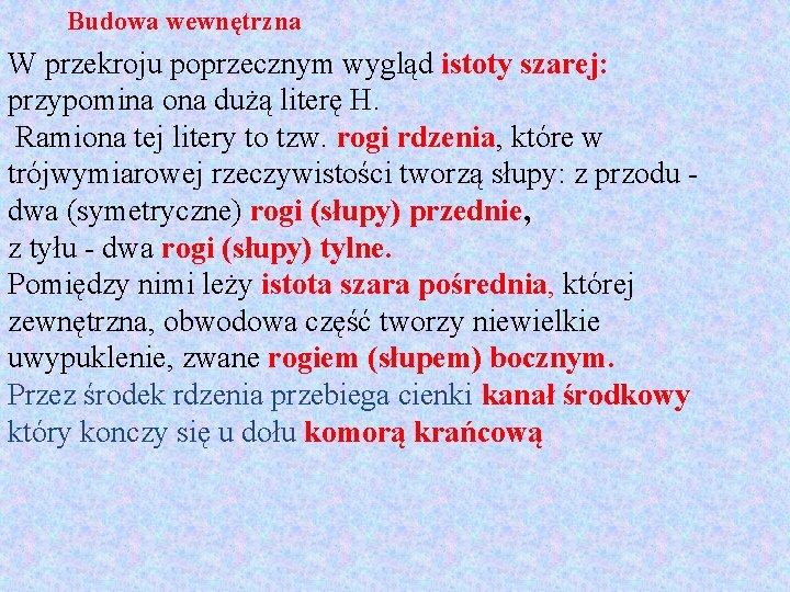 Budowa wewnętrzna W przekroju poprzecznym wygląd istoty szarej: przypomina ona dużą literę H. Ramiona