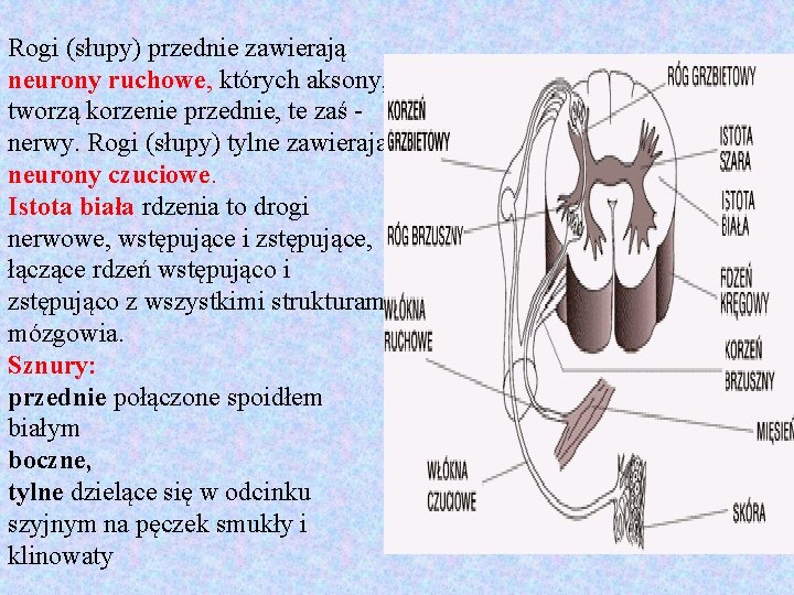 Rogi (słupy) przednie zawierają neurony ruchowe, których aksony, tworzą korzenie przednie, te zaś nerwy.