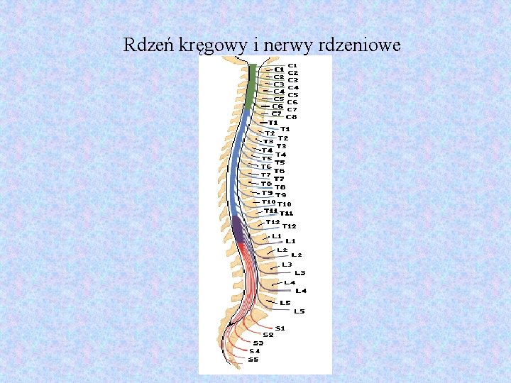 Rdzeń kręgowy i nerwy rdzeniowe 