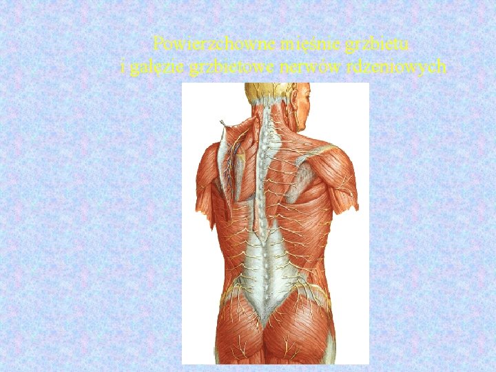 Powierzchowne mięśnie grzbietu i gałęzie grzbietowe nerwów rdzeniowych 