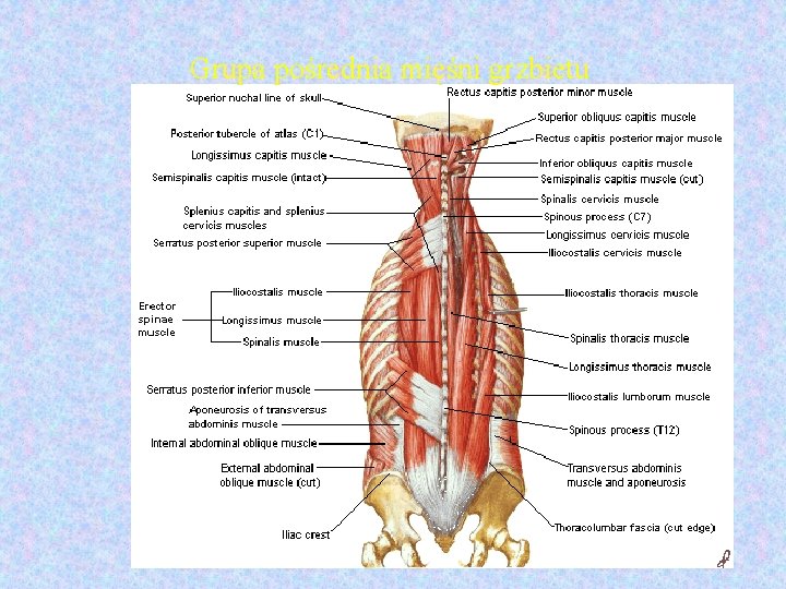 Grupa pośrednia mięśni grzbietu 