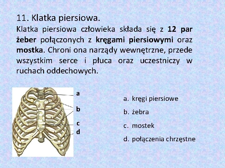 11. Klatka piersiowa człowieka składa się z 12 par żeber połączonych z kręgami piersiowymi