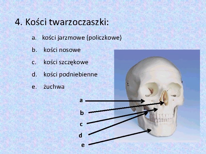 4. Kości twarzoczaszki: a. kości jarzmowe (policzkowe) b. kości nosowe c. kości szczękowe d.