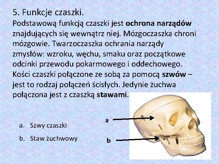 5. Funkcje czaszki. Podstawową funkcją czaszki jest ochrona narządów znajdujących się wewnątrz niej. Mózgoczaszka