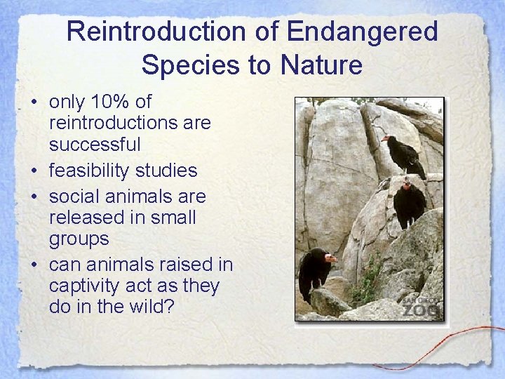 Reintroduction of Endangered Species to Nature • only 10% of reintroductions are successful •