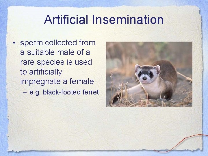 Artificial Insemination • sperm collected from a suitable male of a rare species is