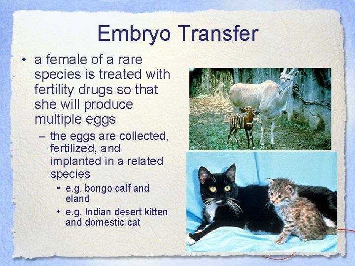 Embryo Transfer • a female of a rare species is treated with fertility drugs