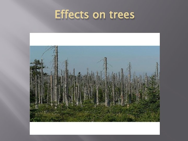 Effects on trees 
