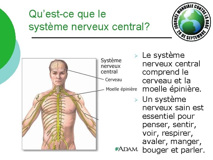 Qu’est-ce que le système nerveux central? Ø Ø Le système nerveux central comprend le