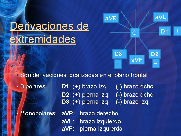 Derivaciones de extremidades a. VL a. VR D 1 C D 3 + a.