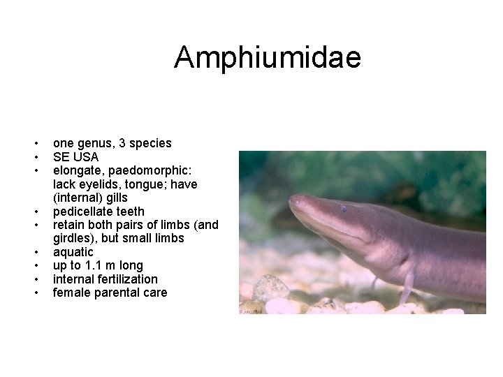 Amphiumidae • • • one genus, 3 species SE USA elongate, paedomorphic: lack eyelids,