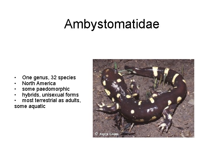 Ambystomatidae • One genus, 32 species • North America • some paedomorphic • hybrids,