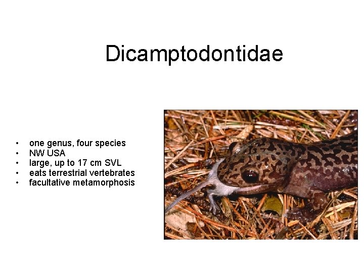 Dicamptodontidae • • • one genus, four species NW USA large, up to 17