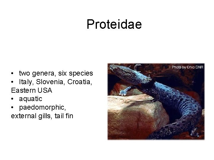 Proteidae • two genera, six species • Italy, Slovenia, Croatia, Eastern USA • aquatic