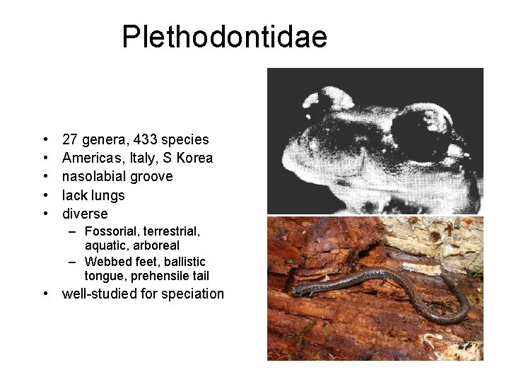 Plethodontidae • • • 27 genera, 433 species Americas, Italy, S Korea nasolabial groove