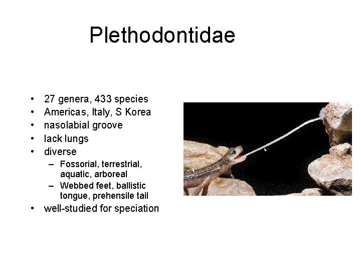 Plethodontidae • • • 27 genera, 433 species Americas, Italy, S Korea nasolabial groove